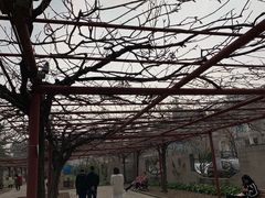 -嘉定紫藤园