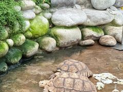 -南宫五洲植物乐园