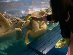 -烟台海昌鲸鲨海洋公园