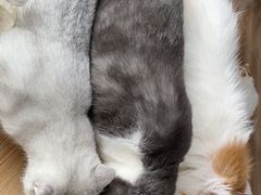 -猫的茶·猫咖