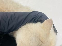 -中农国际动物医院24小时·猫科·骨科·急重症中心
