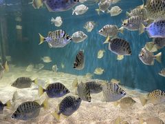 -沙沙哗啦海洋馆(华宇百花谷店)