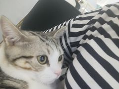 -飞行喵MR PILOT|猫舍·猫咖(静安大融城店)