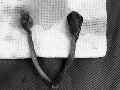 -佳雯宠物医院(金华南路分院)