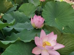 -莲花池公园