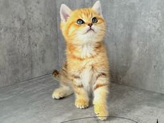 -小猫来了·猫舍(红山六九七九店)