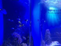 -芜湖新华联大白鲸海洋公园