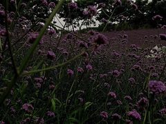 -大塘金香草谷