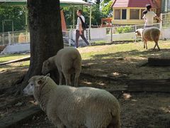 -神户市立六甲山牧场