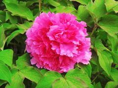 -莲花池公园