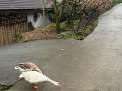 -樱桃山旅游景区