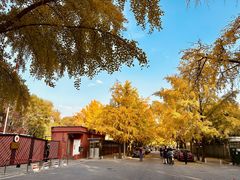 -三里屯东五街银杏大道