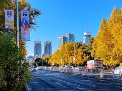 -三里屯东五街银杏大道