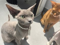 -琪喵猫屋·撸猫猫咖·猫舍