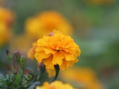 -天适樱花悠乐园