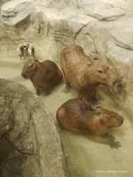 -Zoolung Zoolung动物主题公园(海信广场店)