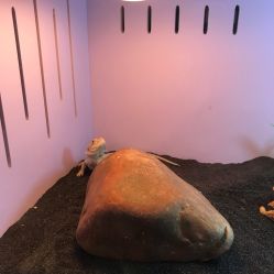 -椿树下·Tattoo纹身工作室