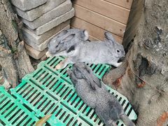 -史努比缤纷世界