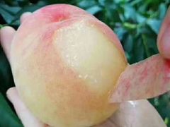 -上海龙吴水胜海发市场