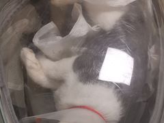 -宠福鑫康馨动物医院·骨科·眼科