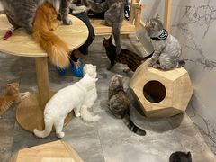-楼上猫咖(罗湖店)