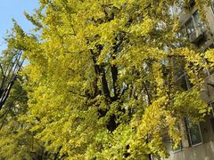 -四川大学(华西校区)