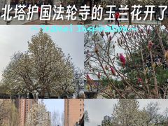 -护国法轮寺