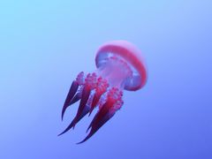 -上海海洋水族馆