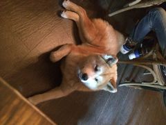 百好乐比萨-百好乐宠物友好餐厅(朝外大街店)