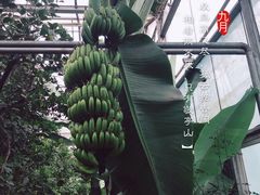 -呀路古热带植物园