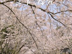 -红梅公园
