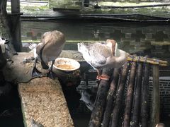 -优之名鹅城
