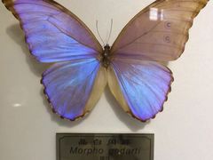 -上海昆虫博物馆