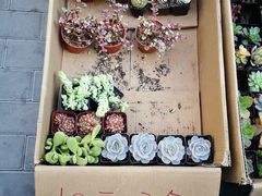 -宝鸡东道花鸟鱼虫市场(吉利花园商场店)
