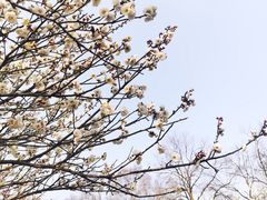 -梅花山(明孝陵内)