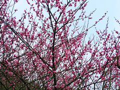 -铁山坪森林公园