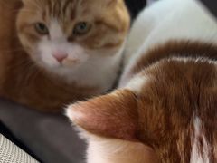 -纳吉亚猫专科动物医院·北北分院
