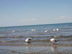 -撒拉人家.酸菜牦牛肉火锅