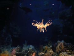 -鹿儿岛水族馆