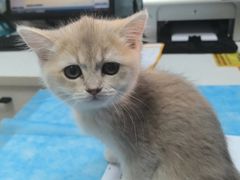 -瑞派·关忠动物医院·猫专科·犬专科(三环新城店)