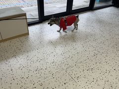 -瑞派康怡24h宠物医院·犬猫医疗中心·微创绝育(瑞景分院)
