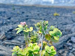 -夏威夷火山国家公园