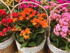 -曲阳花鸟市场(曲阳路店)