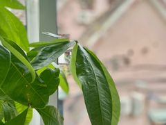 -蝶舍·MAISON PAPILLON