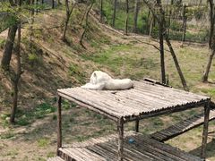 -青岛森林野生动物世界