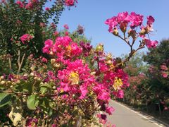 -武汉紫薇都市田园