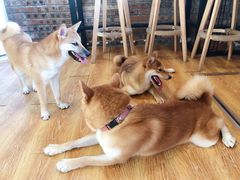 -柴犬高等学院·狗咖·柴犬售卖·宠物训练