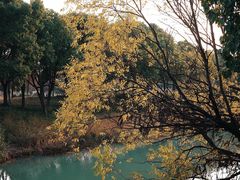 -贡湖湾湿地公园