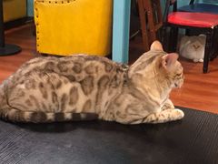-猫小院猫主题咖啡厅(北锣店)