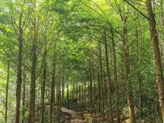-花水湾红太阳牛肉汤锅
